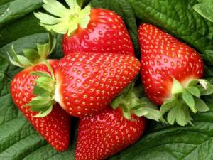 Клубника "МУРАНО" ремонтантная (6 шт.)